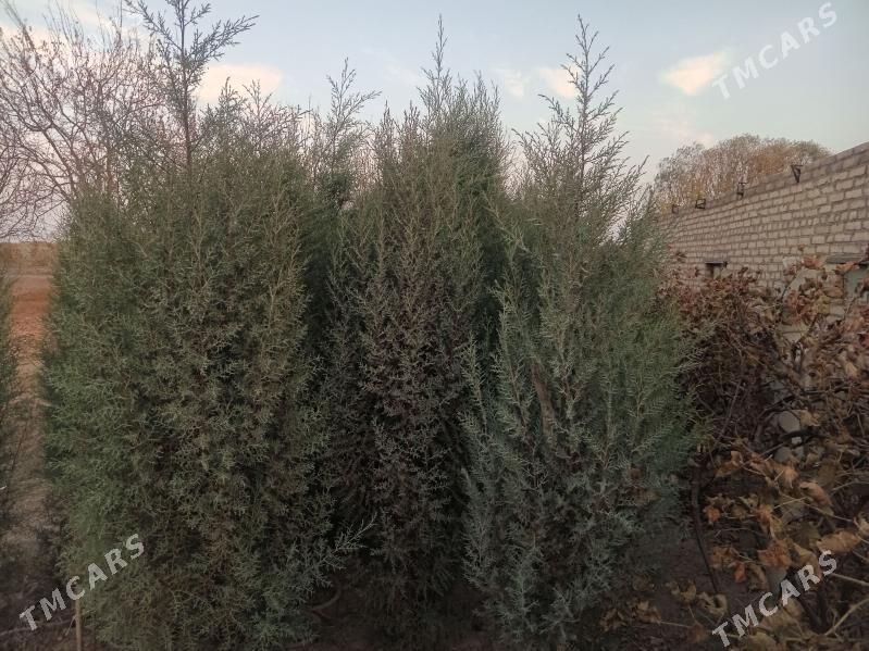 Arizonka kiparis - Саят - img 1