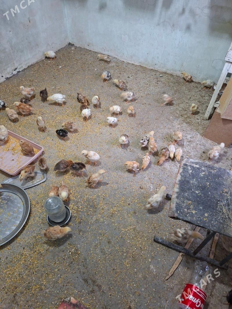 juyje - Hitrowka - img 1