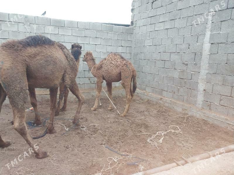 owsuk - Чоганлы - img 1