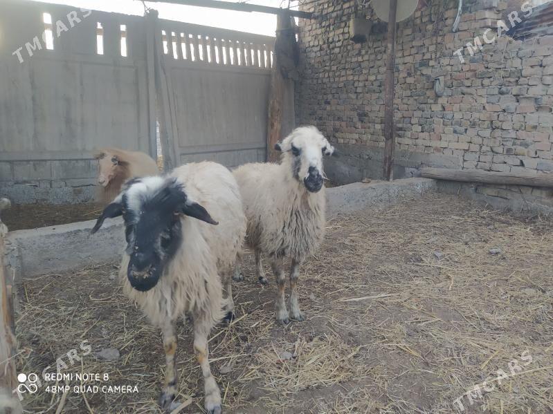 koyunlar - Türkmenabat - img 1