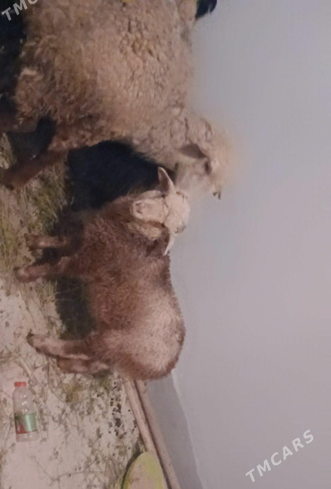 Owlak guzy tokly goyun cebis - Gökdepe - img 1