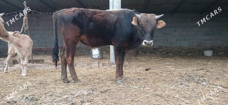 Okuz - Махтумкули - img 1