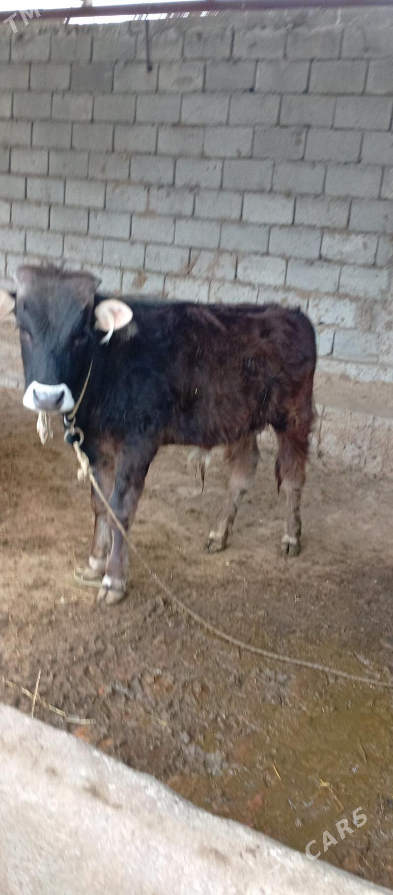 öküz - Gökdepe - img 1