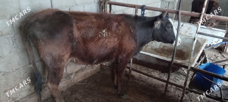 tuwe sygyr - Ak bugdaý etraby - img 1