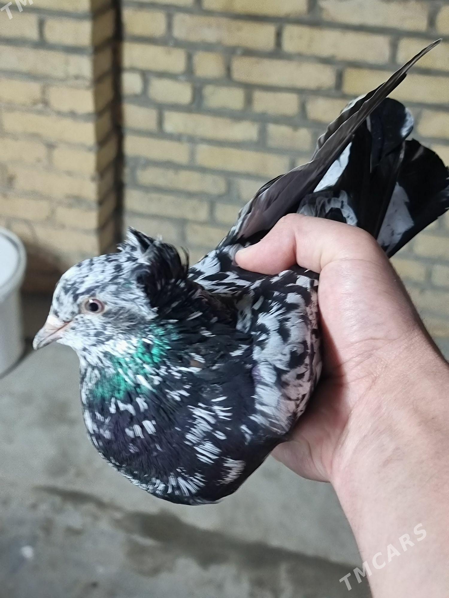 kepderi - Туркменабат - img 1