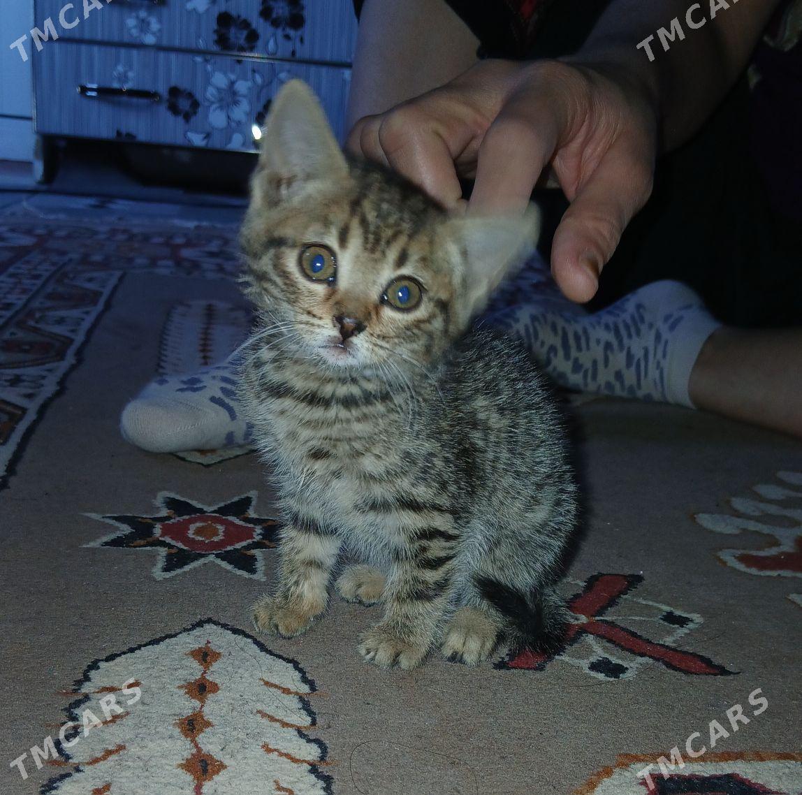 Pişik - Ak bugdaý etraby - img 1