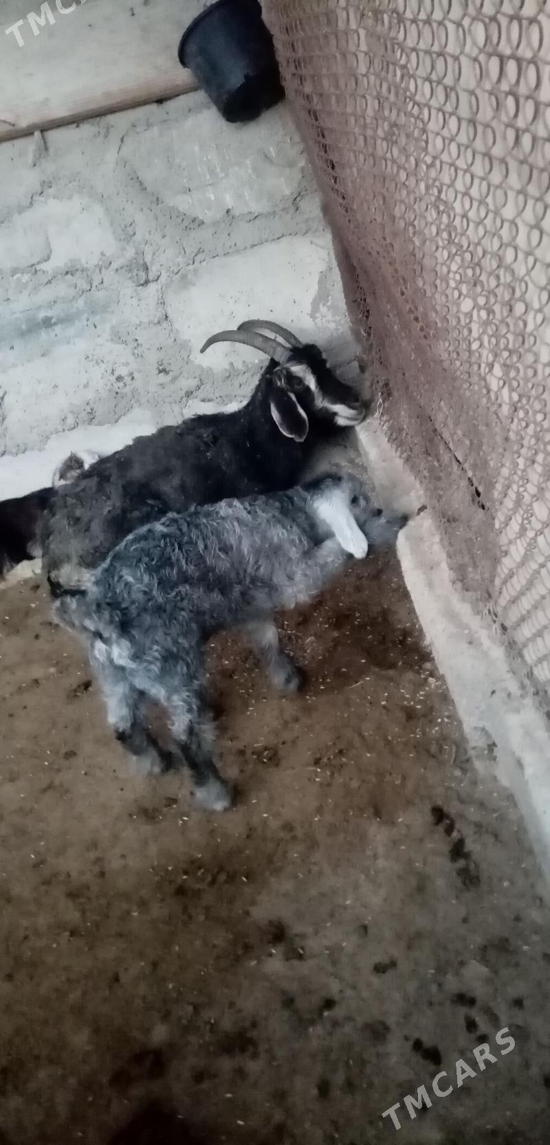 Owlak - Туркменбаши - img 1