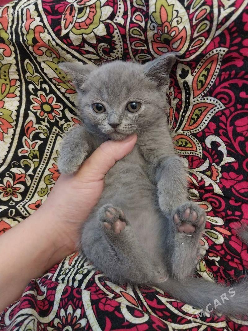 Satlyk - Aşgabat - img 1