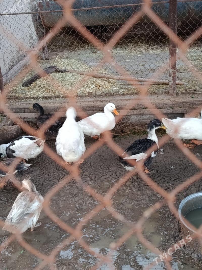 ordek - Чарджоу - img 1