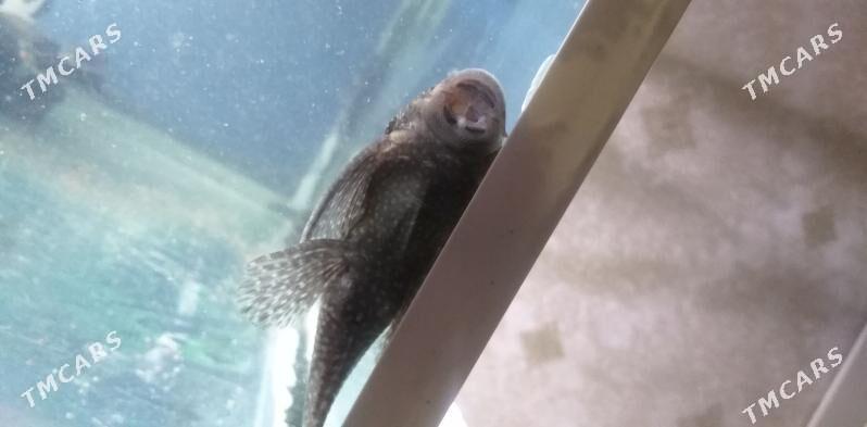 Рыбки - Балканабат - img 1