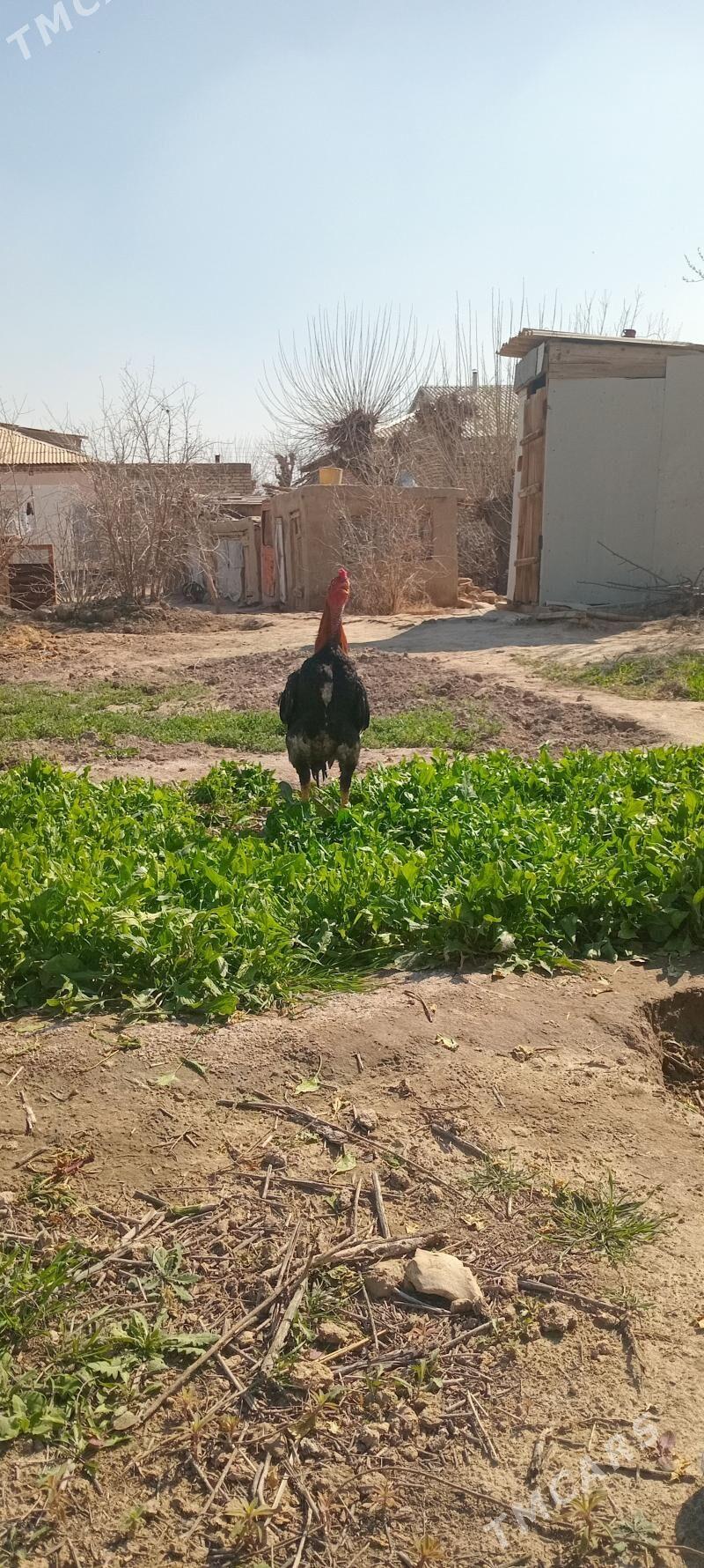 BAYES.HORAZ. - Байрамали - img 1