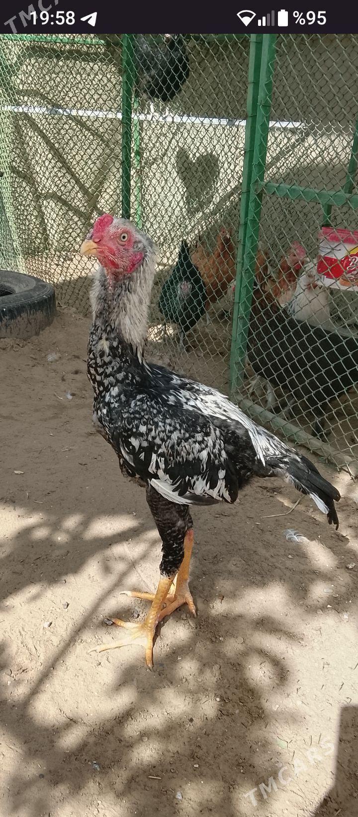 tasgent horoz - Тязе заман - img 1