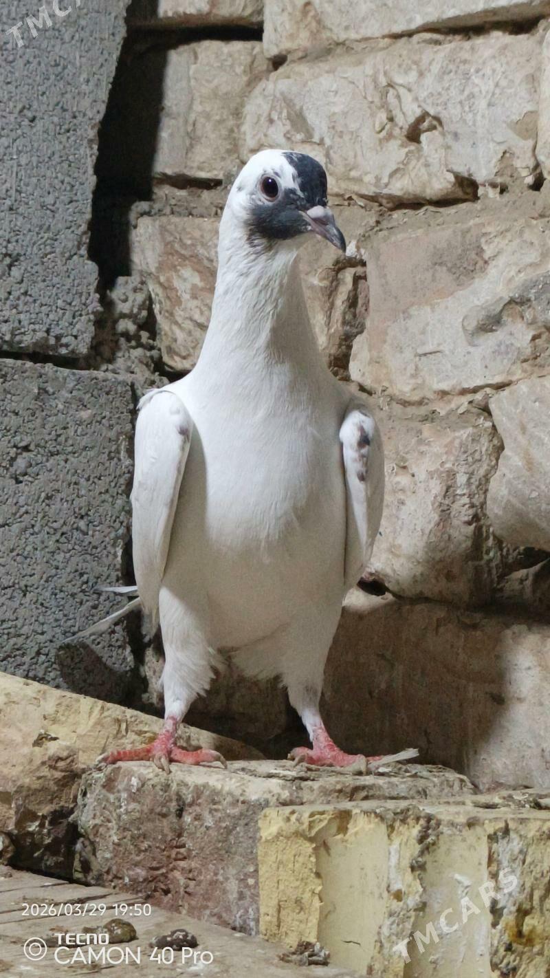 Kepderi - Gyzylarbat - img 1