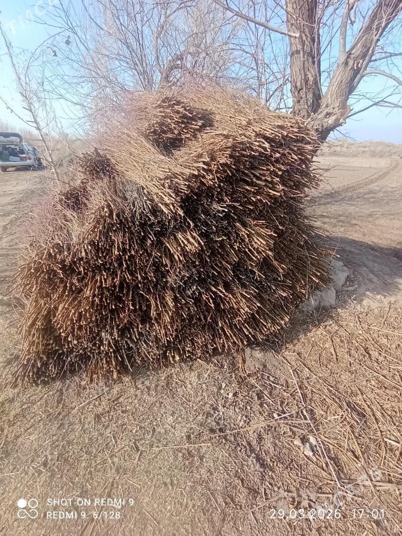 tamdyr uchin odun - Гурбансолтан Едже - img 1