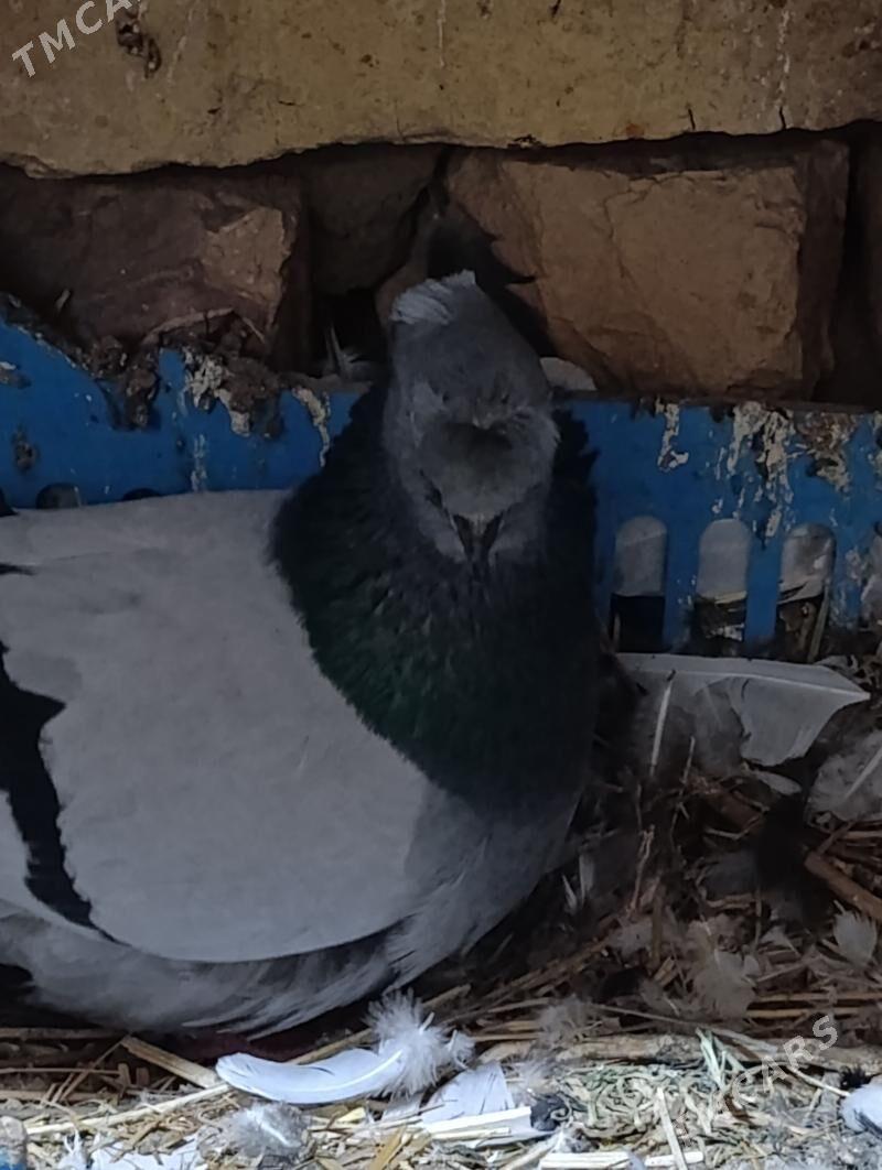 kepderi - Туркменабат - img 1