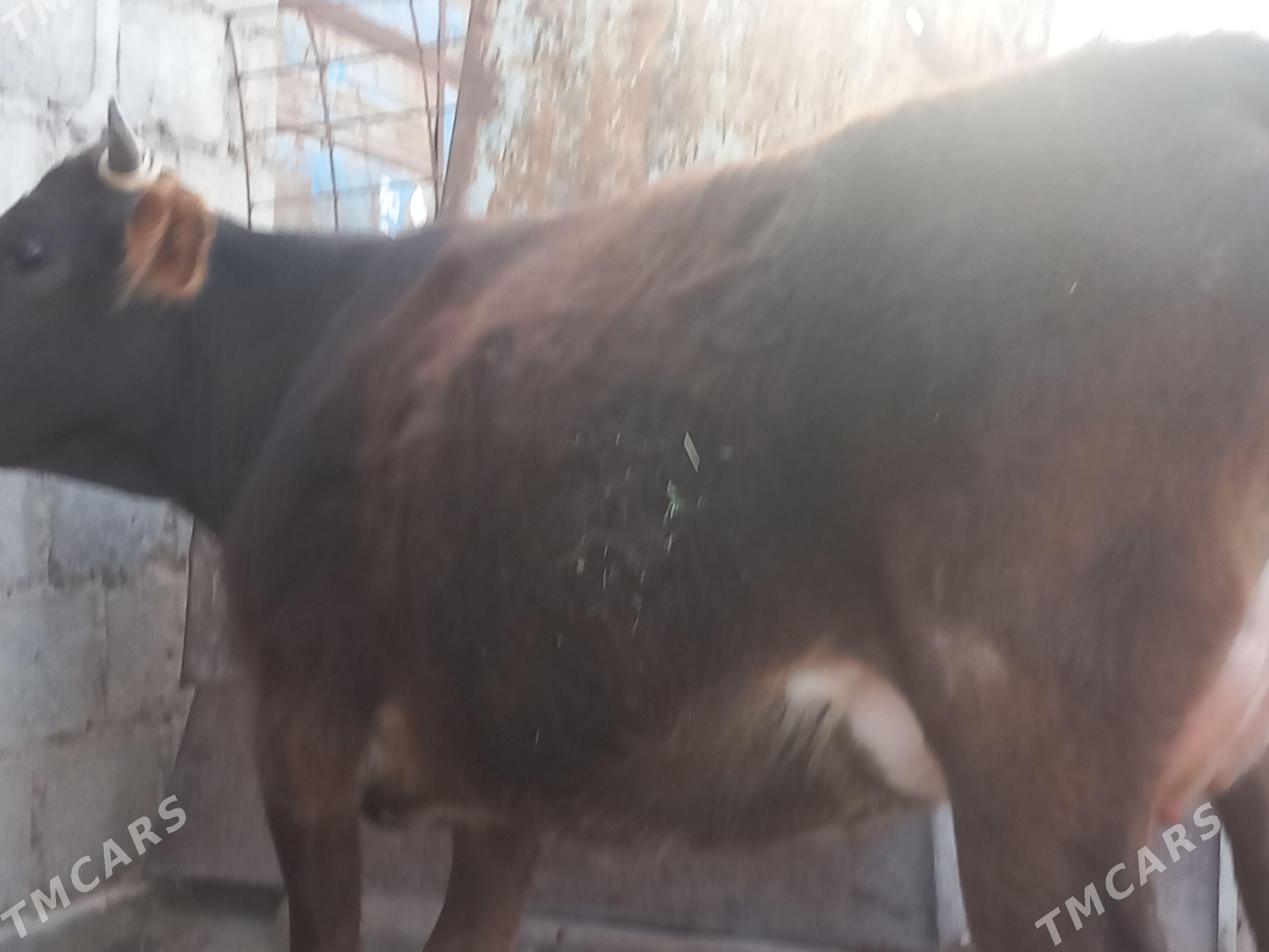 goleli sygyr - Gumdag - img 1