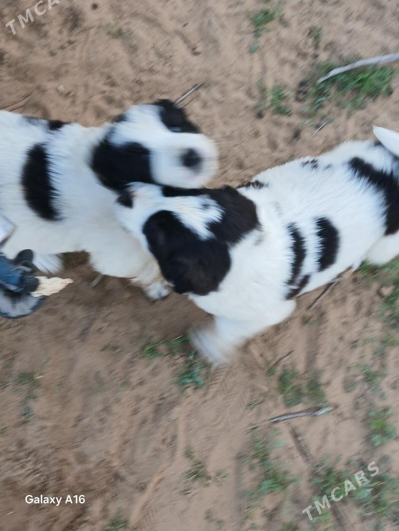 TKM ALABAY - Ак-Бугдайский этрап - img 1