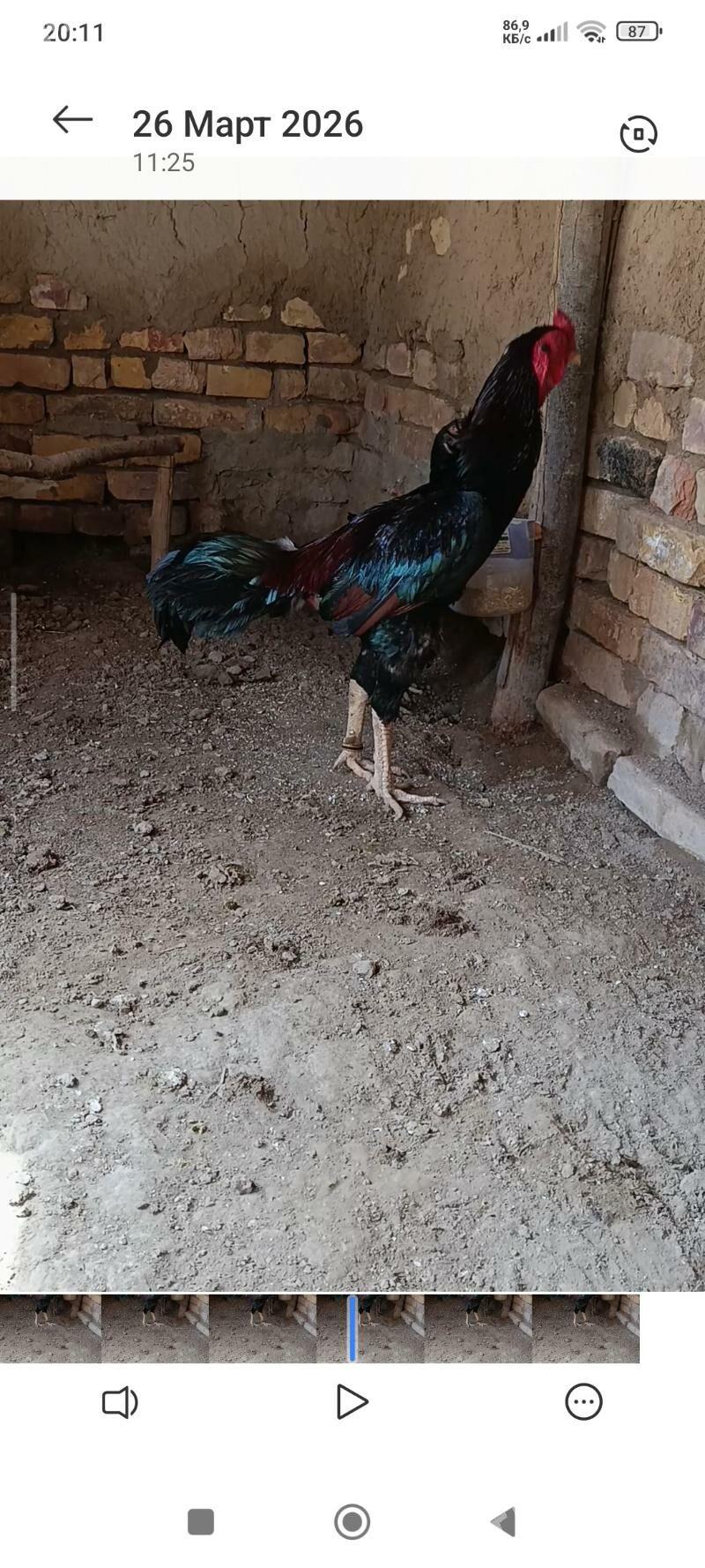 horaz - Сакар - img 1