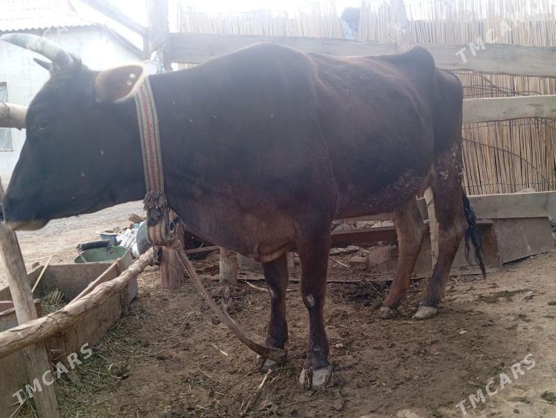 Goleli.sygyr - Mary - img 1