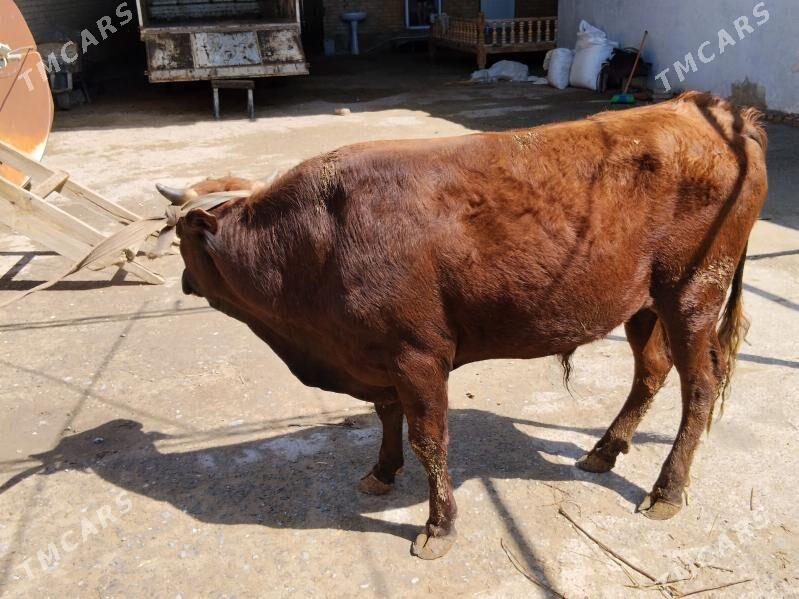 Öküz - Çärjew - img 1