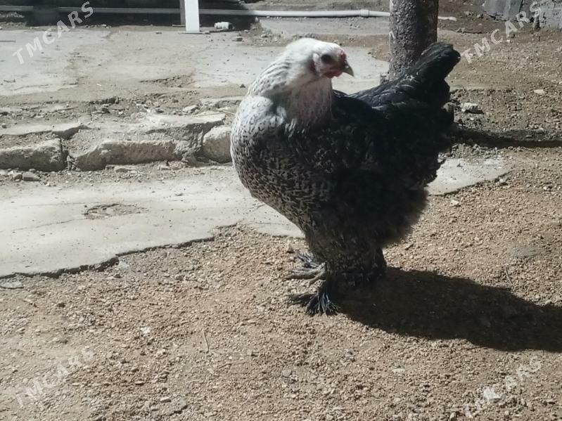 towyk - Балканабат - img 1