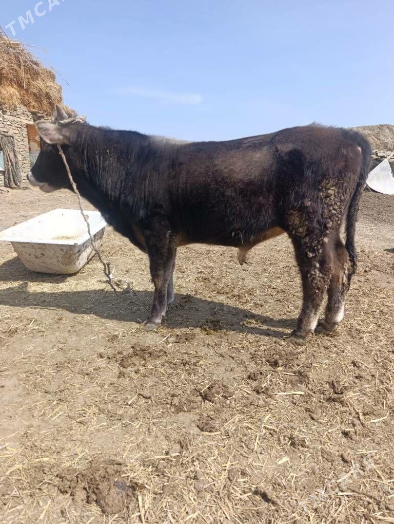 öküz - Bäherden - img 1