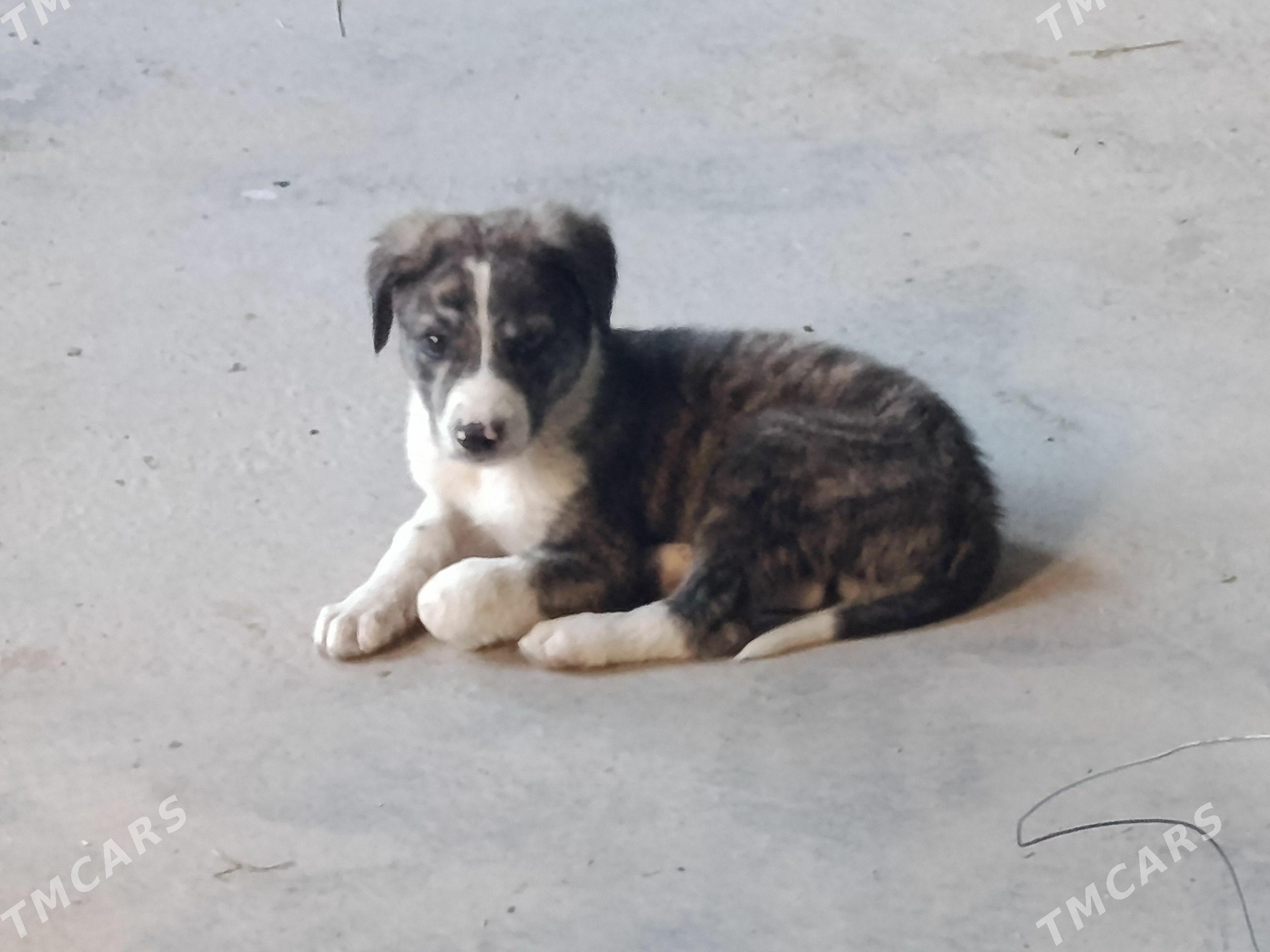 çopan küçük - Чарджоу - img 1