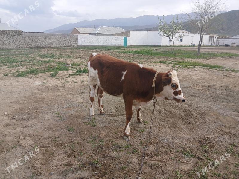 Tuwe - Бахарден - img 1