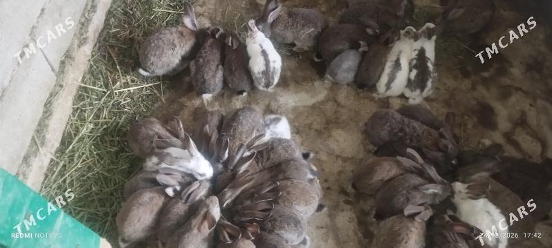 Towşan - Bagyr - img 1