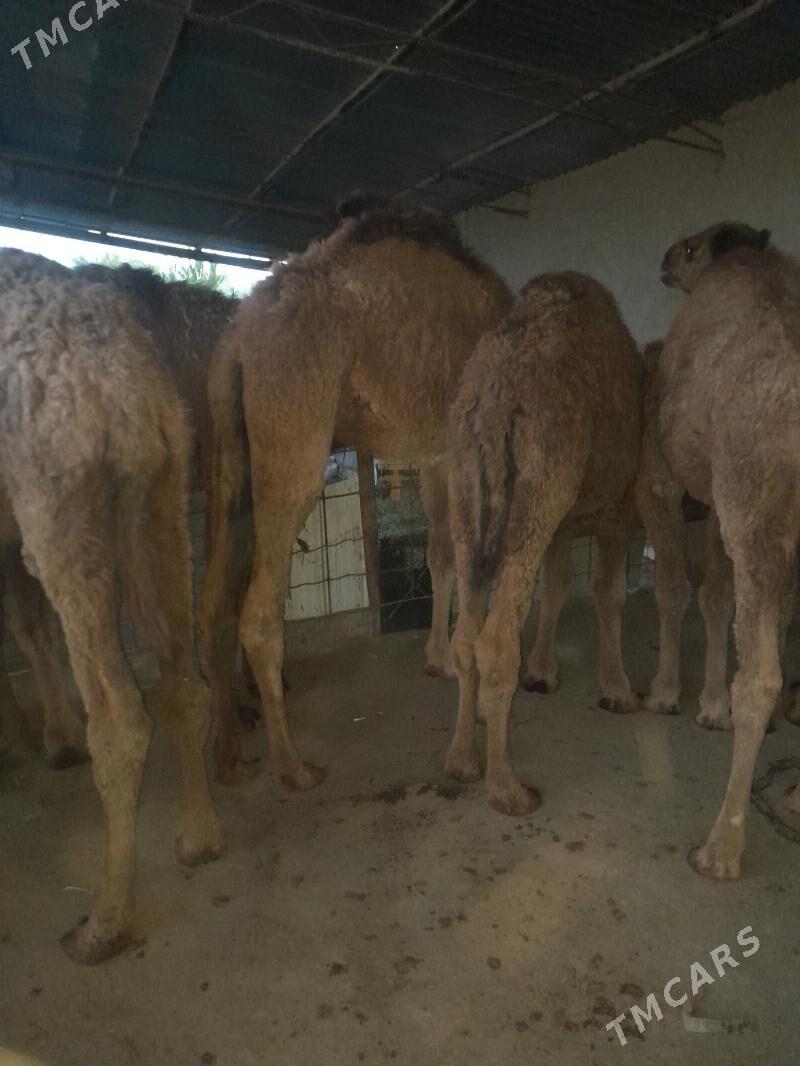 owuşuk - Сакарчага - img 1