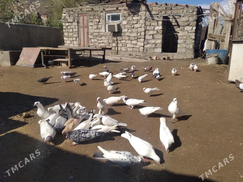 kepderi - Balkanabat - img 1