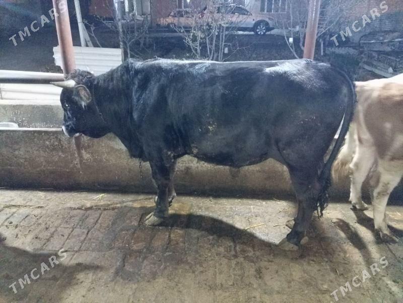 Bakylan okuz - Гёкдепе - img 1