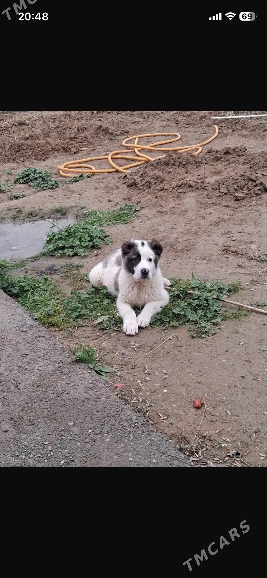 alabay gujuk - Тязе заман - img 1