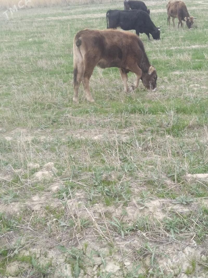 tüwe - Гызыларбат - img 1