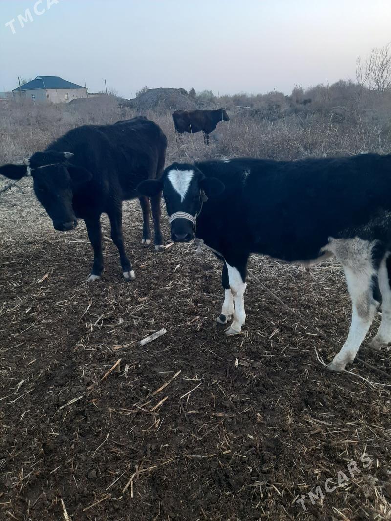 Гачар - Gurbansoltan Eje - img 1