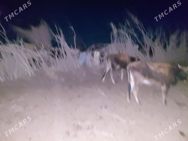 SYGYR 2 SANY - Bäherden - img 1