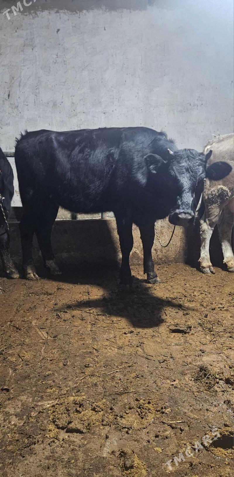 Tuwe - Гёкдепе - img 1