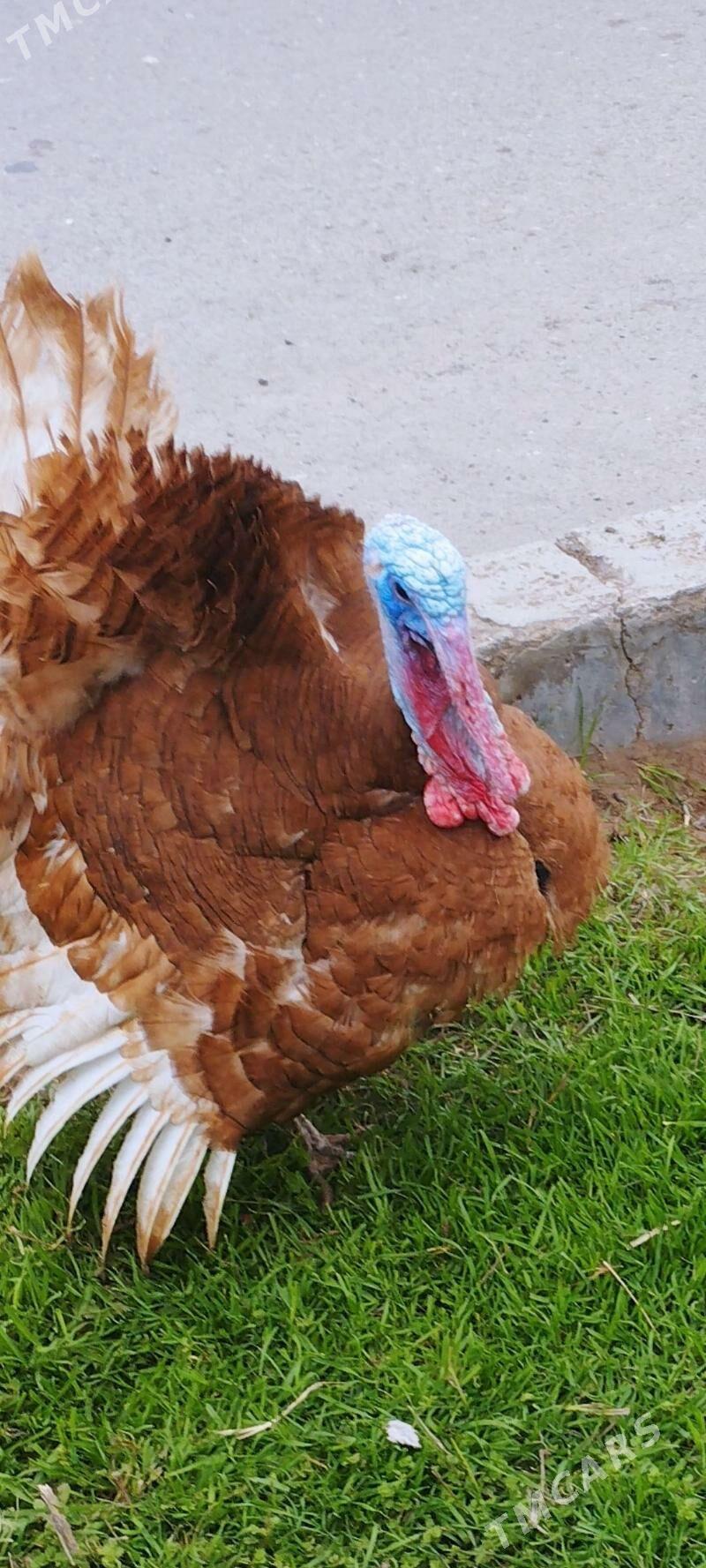 owgan induk haraz - Aşgabat - img 1