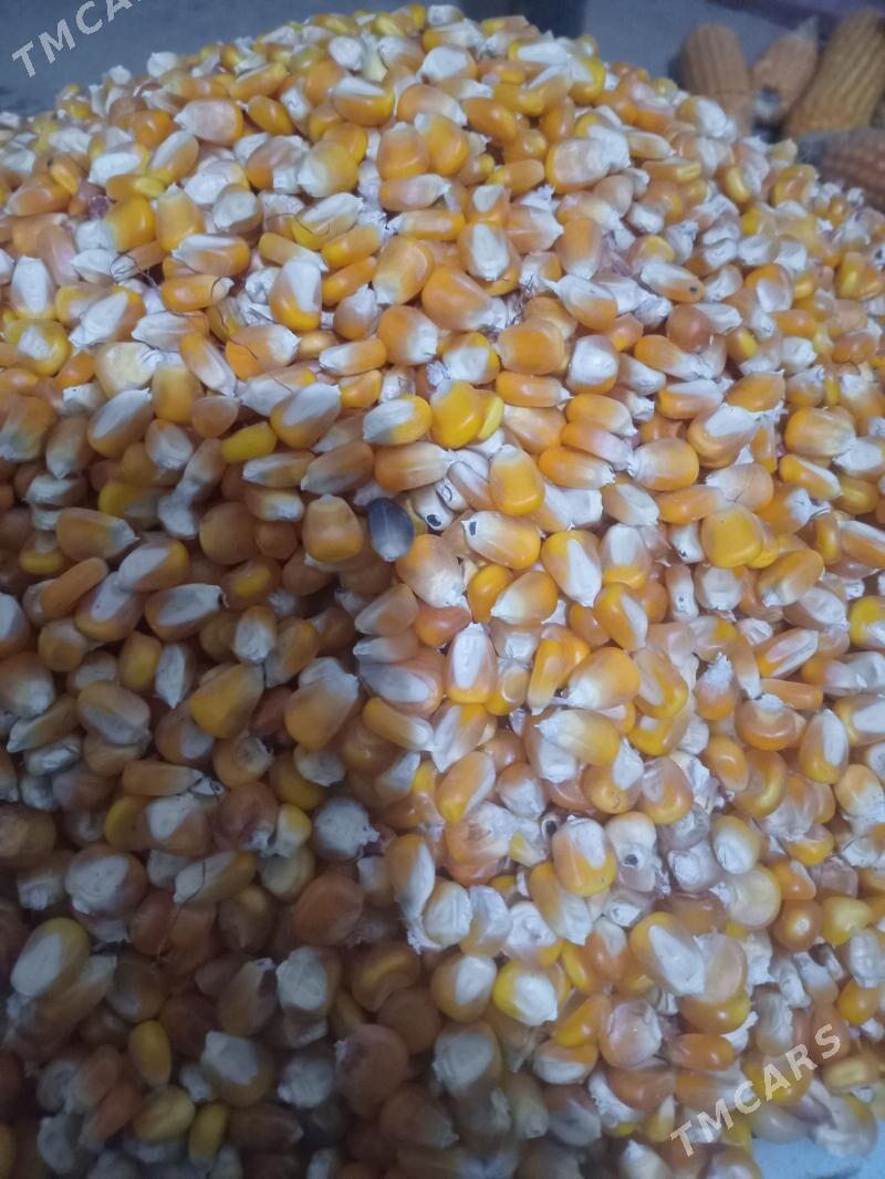 Mekke tohum - Чарджоу - img 1