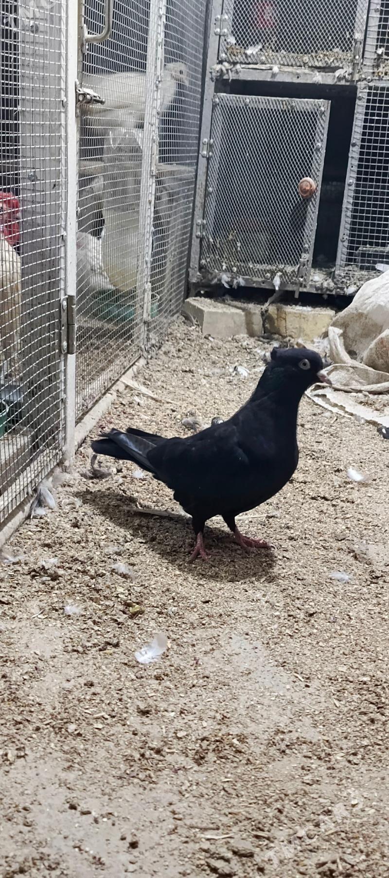 kepderi - Хитровка - img 1