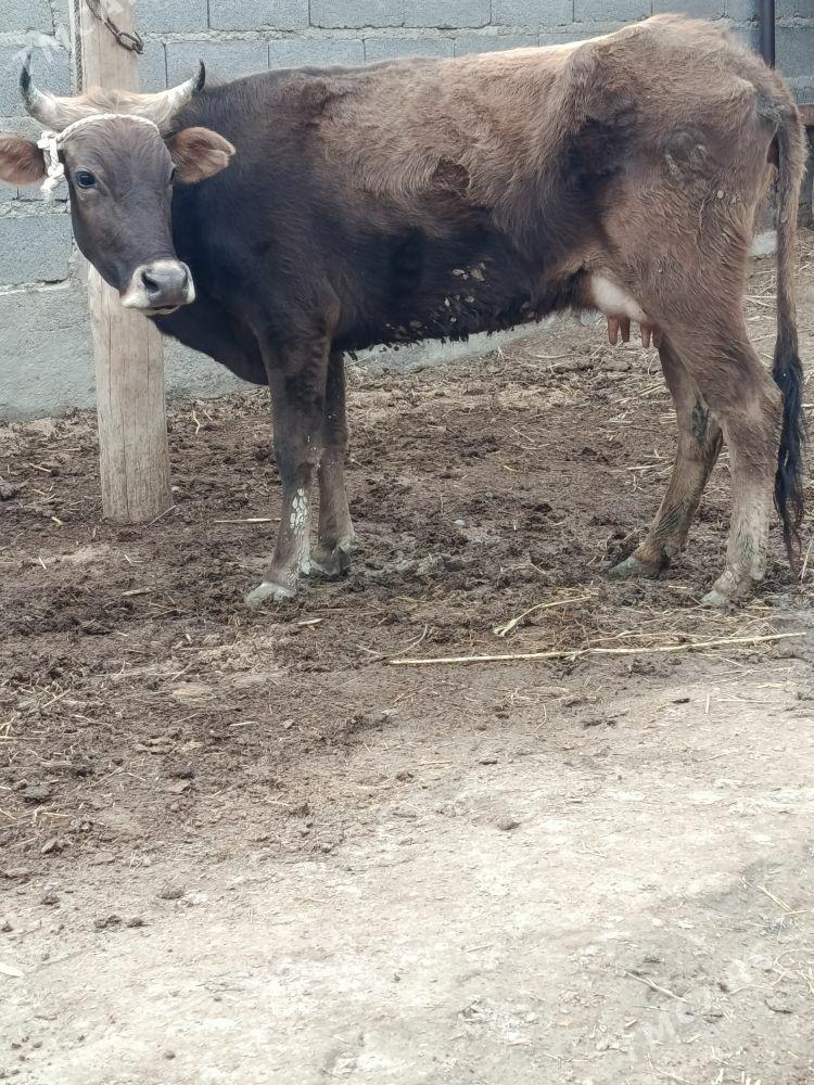 sagylyan gysyr sygyr - Бахарден - img 1