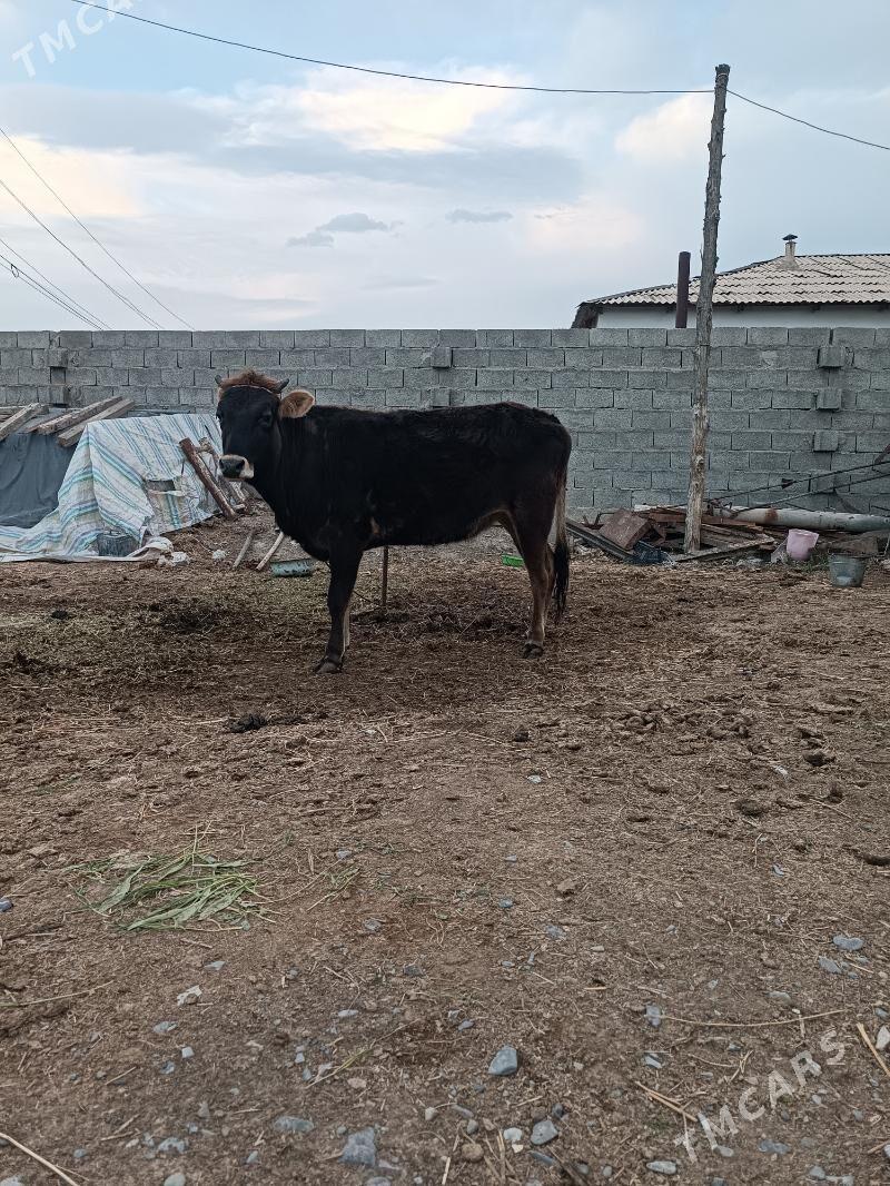 tuwe - Bäherden - img 1