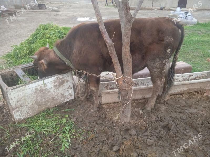 öküz - Bäherden - img 1