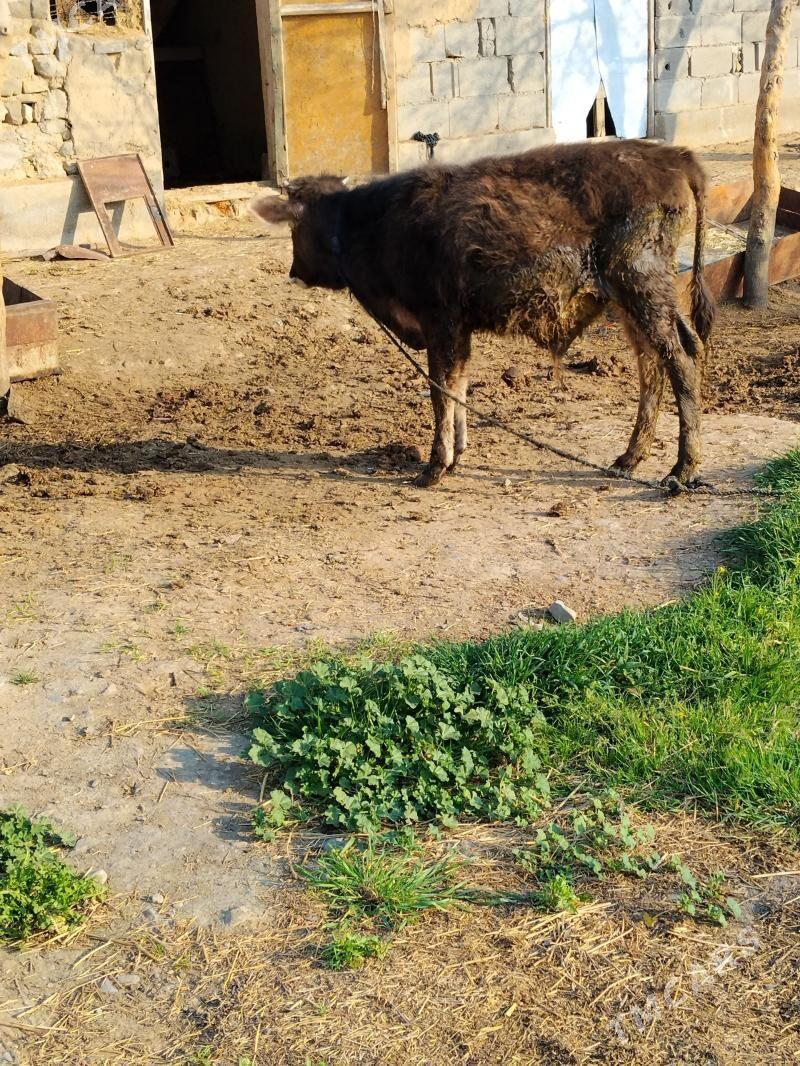 okuzce - Bäherden - img 1