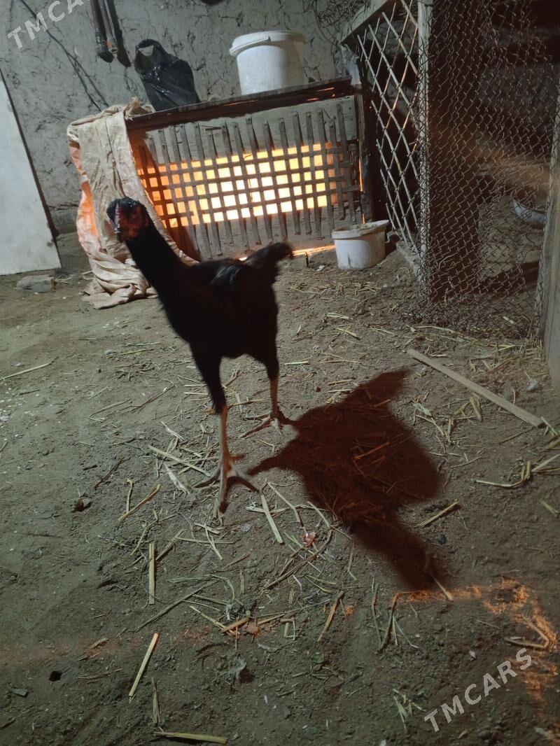 towyk bayis - Фарап - img 1