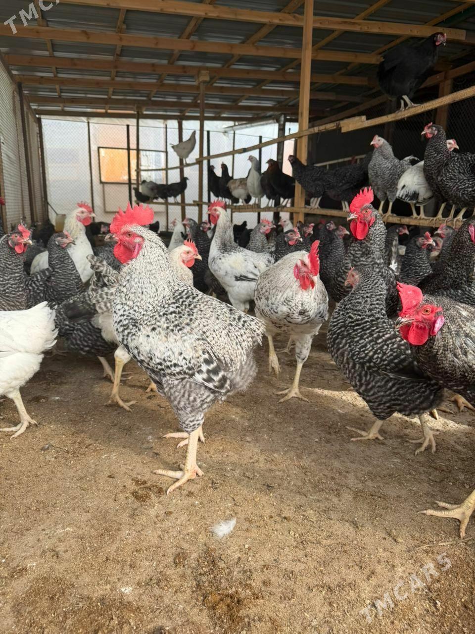 Dominat towuk - Änew - img 1