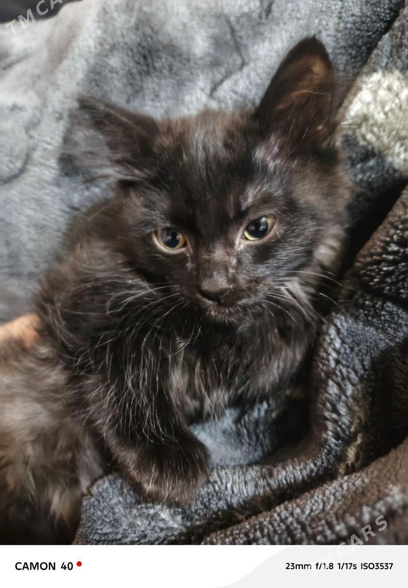 pişik - Шабатский этрап - img 1