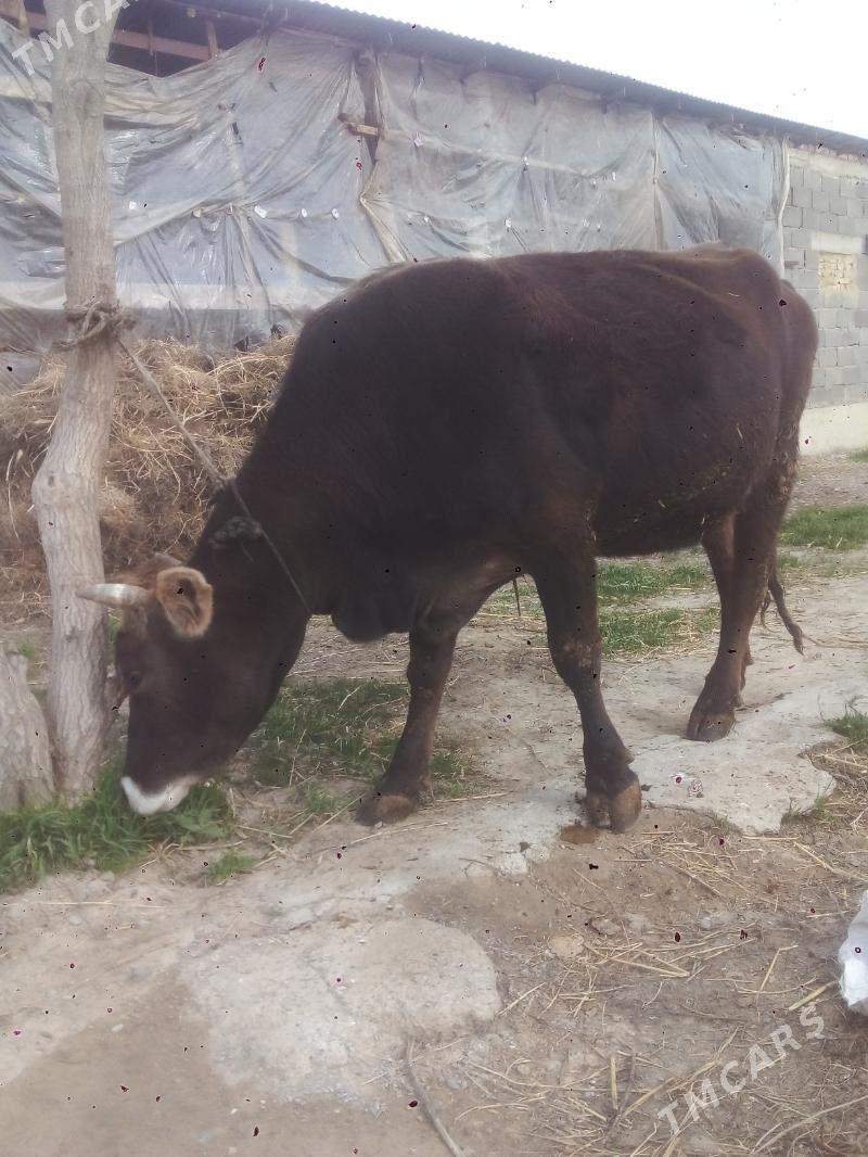 SYGYR - Gökdepe - img 1