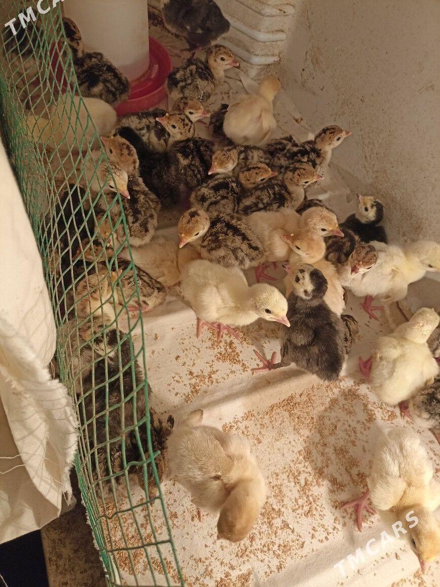 induk индук жуже - Фарап - img 1