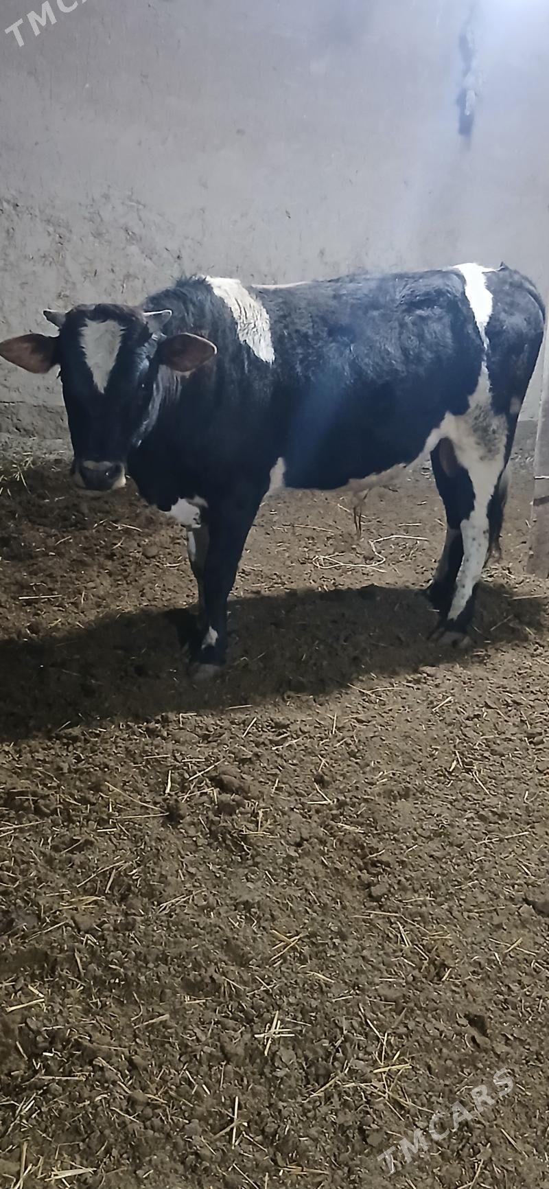 öküz - Çärjew - img 1